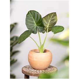 Alokazja 'Regal Shields' | Mała