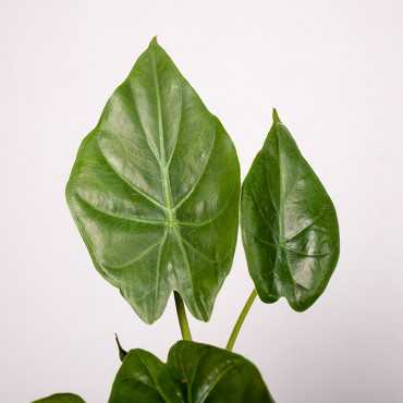 Alokazja wentii | Mała