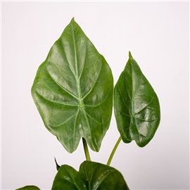 Alokazja wentii | Mała