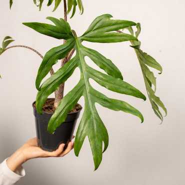 Alokazja ‘Pink Passion’