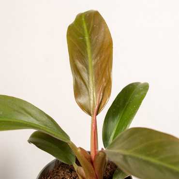 Filodendron 'Autumn' | Mały