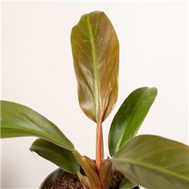 Filodendron 'Autumn' | Mały