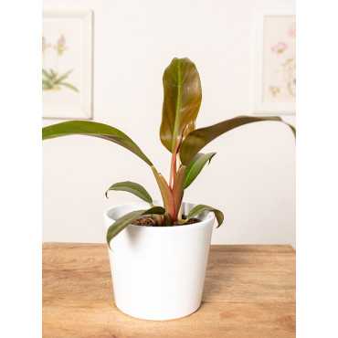 Filodendron 'Autumn' | Mały