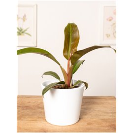 Filodendron 'Autumn' | Mały