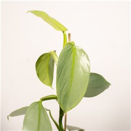Filodendron 'Silver Queen' | Mały