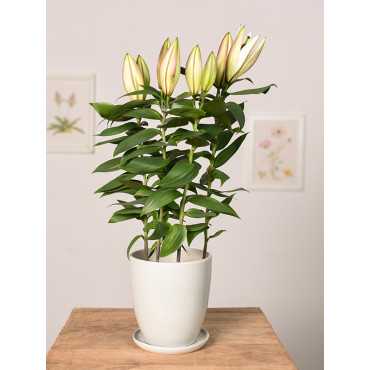 Filodendron 'Silver Queen' | Mały