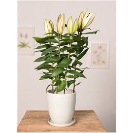 Filodendron 'Silver Queen' | Mały