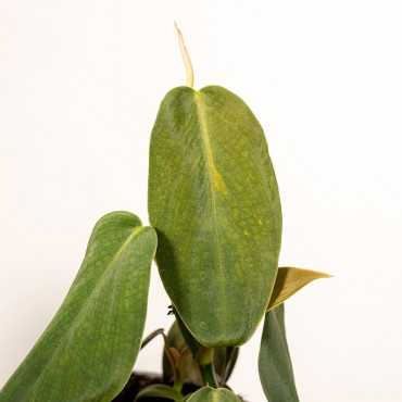 Filodendron gigas | Mały