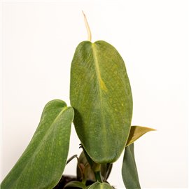 Filodendron gigas | Mały