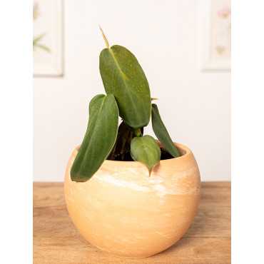 Filodendron gigas | Mały