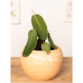 Filodendron gigas | Mały