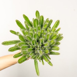 Hylocereus undatus Pitaja | Wiszące
