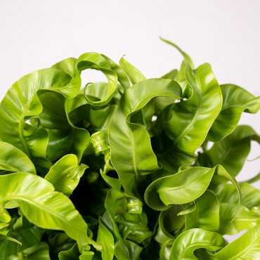 Asplenium 'Hurricane'