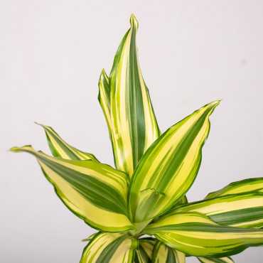 Dracena 'Yellow Coast' | Mała