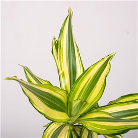 Dracena 'Yellow Coast' | Mała