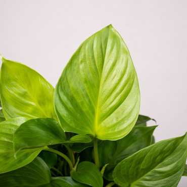 Homalomena 'Emerald Gem'