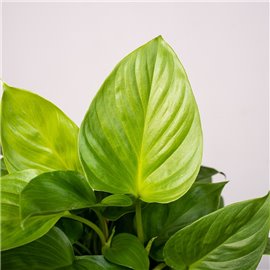 Homalomena 'Emerald Gem'