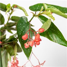 Begonia 'Tamaya'