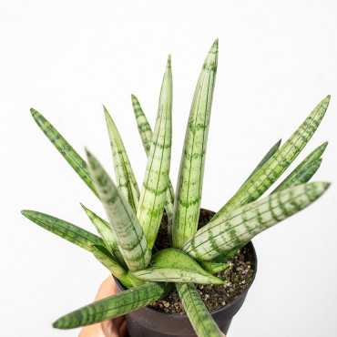Sansewieria 'Tiara Platinum'