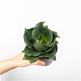 Sansewieria 'Star Rose'