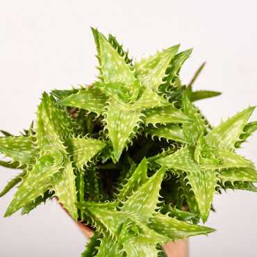 Aloes squarrosa | Mały