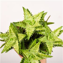 Aloes squarrosa | Mały
