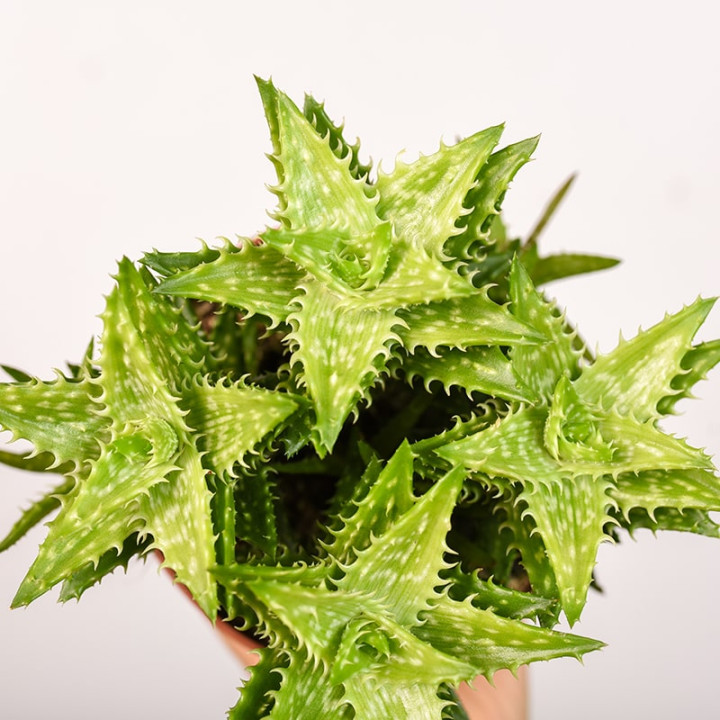 Aloes squarrosa | Mały