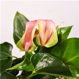 Anturium 'Joli Pulse'