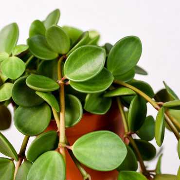Peperomia 'Hope' Peperomia 'Hope'