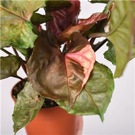 Syngonium 'Strawberry Ice'