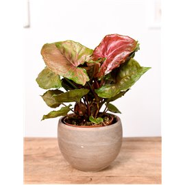 Syngonium 'Strawberry Ice'