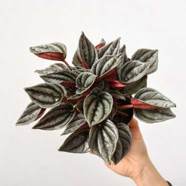 Peperomia 'Mendoza'