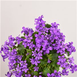Kampanula 'Porto'