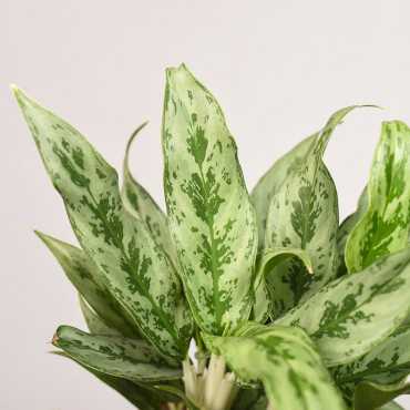 Aglonema 'Greyhound'