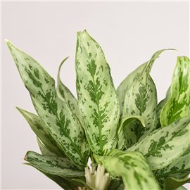 Aglonema 'Greyhound'