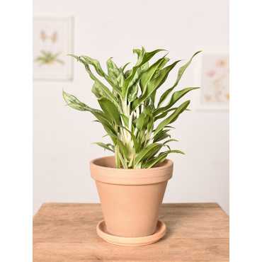 Aglonema 'Greyhound'