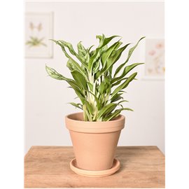 Aglonema 'Greyhound'