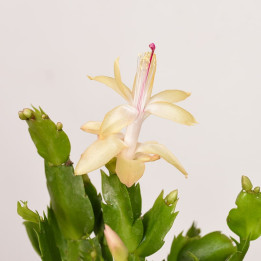 Szlumbergera | Biała | Mała