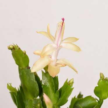 Szlumbergera | Biała | Mała