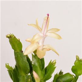 Szlumbergera | Biała | Mała