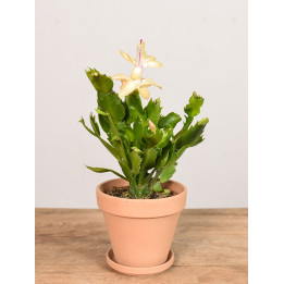 Szlumbergera | Biała | Mała