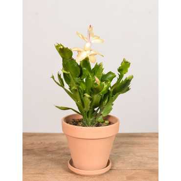 Szlumbergera | Biała | Mała