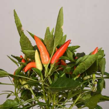 Papryka ozdobna 'Cubana'