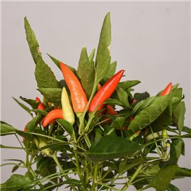 Papryka ozdobna 'Cubana'