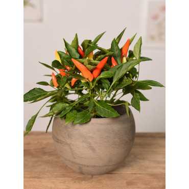 Papryka ozdobna 'Cubana'