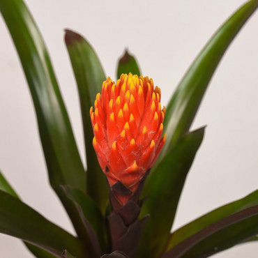 Guzmania 'Tala'