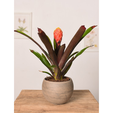 Guzmania 'Tala'