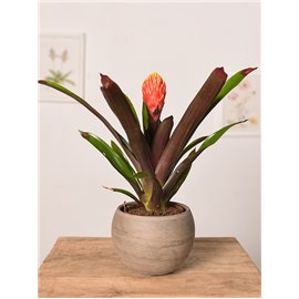 Guzmania 'Tala'