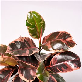 Fikus 'Belize' | Duży