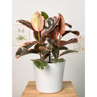 Fikus 'Belize' | Duży